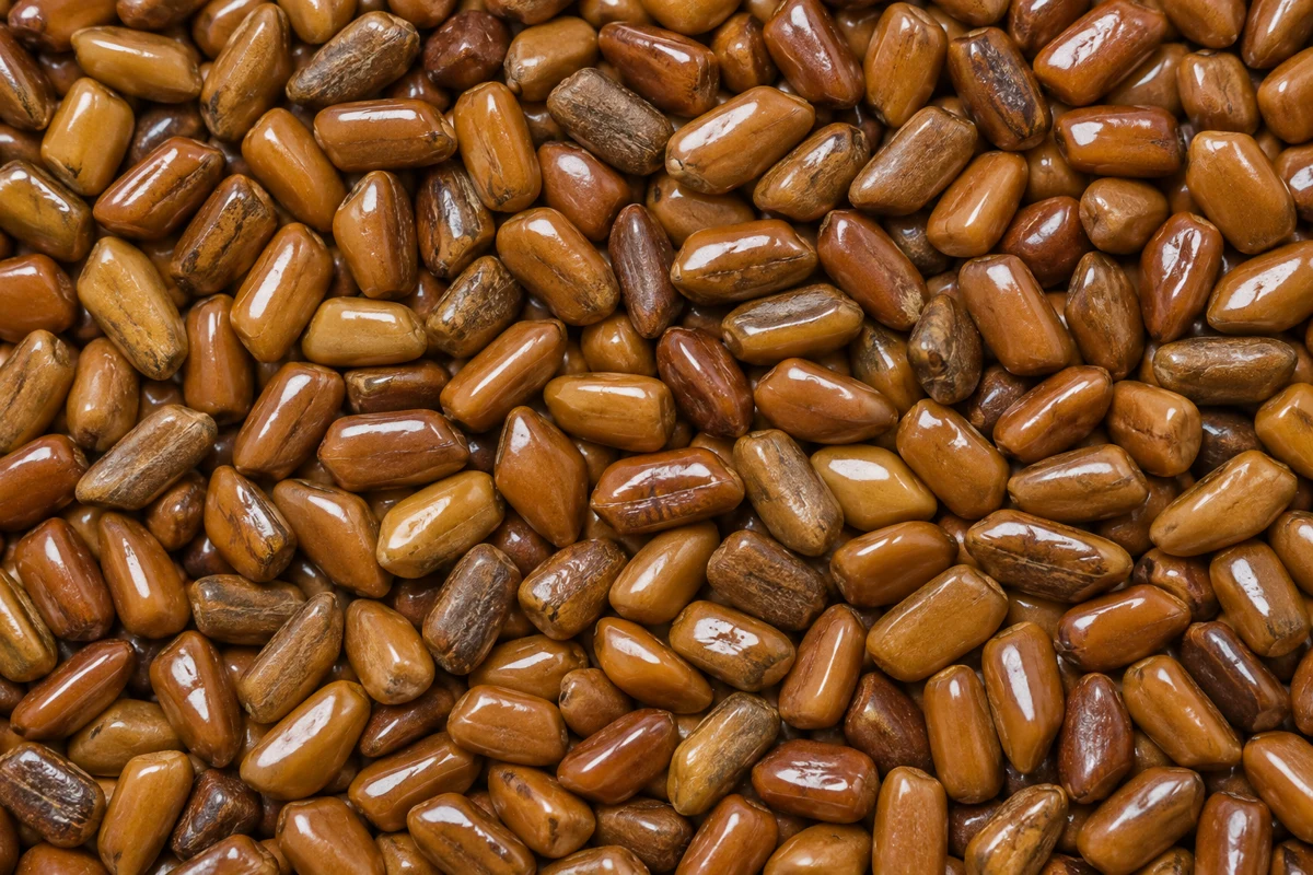 Illustrative product photograph of cassia seeds